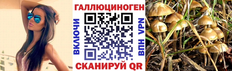 Псилоцибиновые грибы Cubensis  omg зеркало  Канск  хочу наркоту 